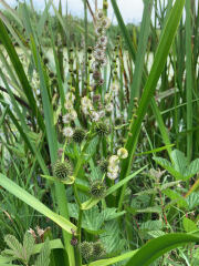 Weeds Have Rights Too !