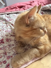 Settling second new cat