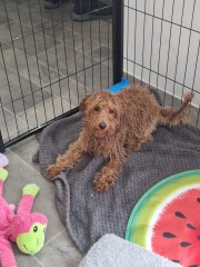 Poodle or doodle? (Lighthearted game)