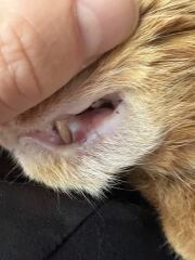 Cancer, abscess or infection? *Pic warning*
