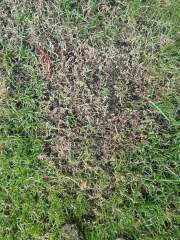 Any grass experts here ?