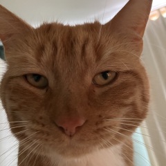 Cat’s whiskers changing colour?