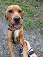 Adolescent Dog Survival Thread - welcome to the teenage wasteland