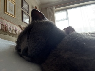 The One after the One where the Excellent Cats posed for a calendar