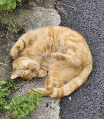 The One after the One where the Excellent Cats posed for a calendar