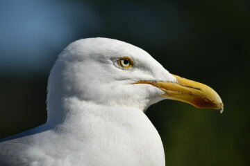 How to deal with bloody gulls?!