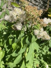 Are these a type of wasp?