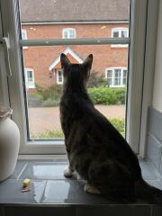 Advice on taking in a very pregnant cat