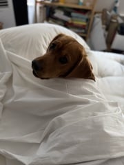 Adolescent Dog Survival Thread - welcome to the teenage wasteland