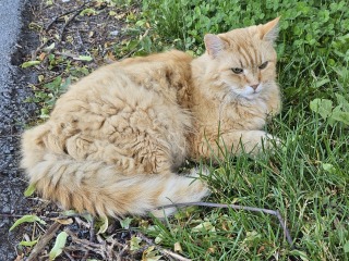 The One after the One where the Excellent Cats posed for a calendar