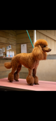 Poodle or doodle? (Lighthearted game)