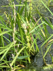 Weeds Have Rights Too !