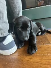 Adolescent Dog Survival Thread - welcome to the teenage wasteland