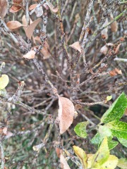 What's wrong with my bush?