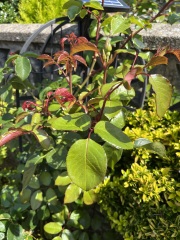 Training climbing rose - should I cut these?