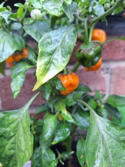 Year round Nigel Slater discussion thread Part 2