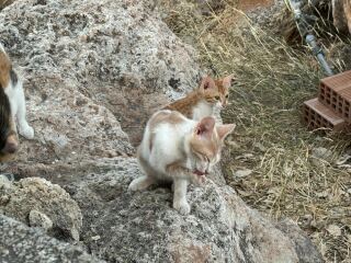 The One after the One where the Excellent Cats posed for a calendar