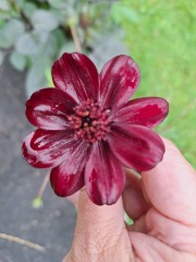 Year round Nigel Slater discussion thread Part 2