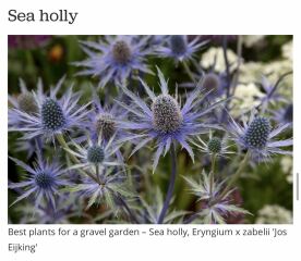 Totally clueless serial plant killer trying to plan a front garden