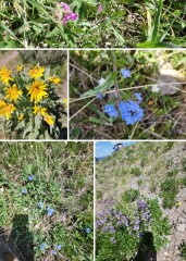 Weeds Have Rights Too !