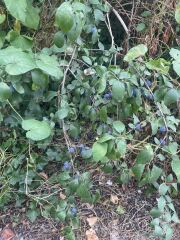 Are these sloe berries or anything useful?