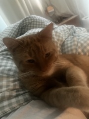 The One after the One where the Excellent Cats posed for a calendar