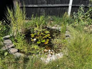 Young hedgehog in my garden!