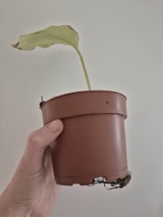 Calathea obsession continues: should I repot this now, or wait?  With photos