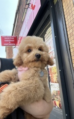 Poodle or doodle? (Lighthearted game)