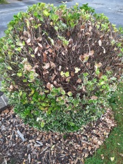 What's wrong with my bush?