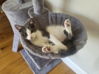 Is there such a thing as an SEN cat?