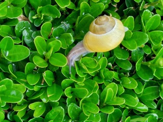 What are these snails doing?