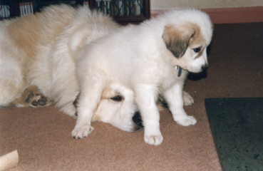 Adolescent Dog Survival Thread - welcome to the teenage wasteland