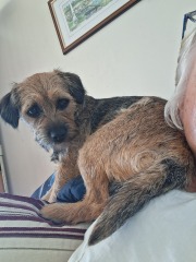 How does a dog change your life?