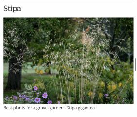 Totally clueless serial plant killer trying to plan a front garden