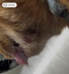 Cancer, abscess or infection? *Pic warning*