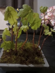 Bonsai beginner advice