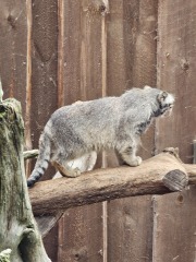 The One after the One where the Excellent Cats posed for a calendar