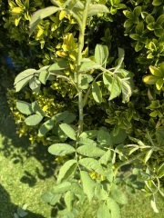 Training climbing rose - should I cut these?