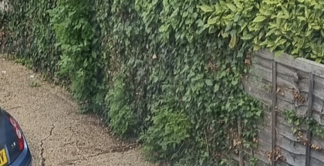 Neighbours causing such a fuss about ivy! Really?