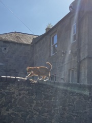 The One after the One where the Excellent Cats posed for a calendar