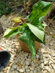 Anyone else planting a jungle/tropical garden?