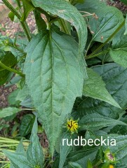 What is this beauty?