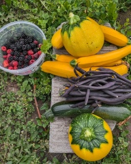 The Vegetable Patch 2024/2025