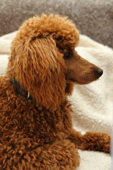Poodle or doodle? (Lighthearted game)