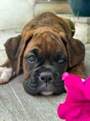 Please help me name my new puppy