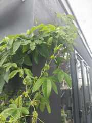 Passion Flowers Do Not Like My Garden