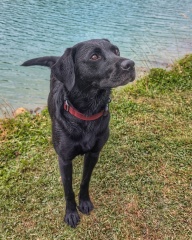 Adolescent Dog Survival Thread - welcome to the teenage wasteland