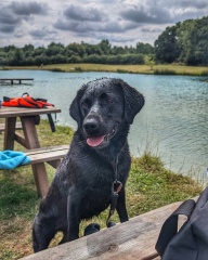 Adolescent Dog Survival Thread - welcome to the teenage wasteland