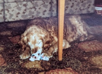 Adolescent Dog Survival Thread - welcome to the teenage wasteland